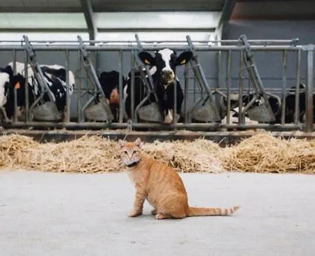 Apartmán El Castaneu